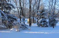 Winter Beauty In Backyard